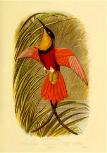 TOPAZA PELLA 
CRIMSON TOPAZ 

(Life size)  (Gould)