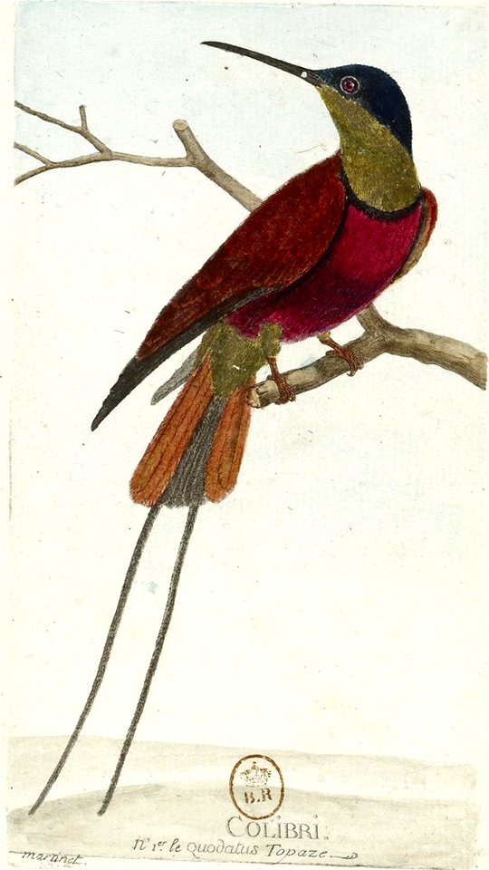 Colibri topaze
                        Latina:  Topaza pella