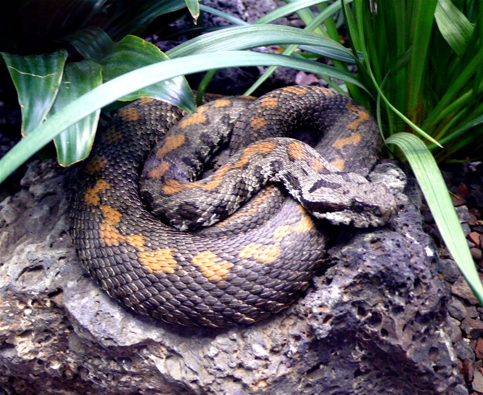 Armenian viper (Vipera raddei)