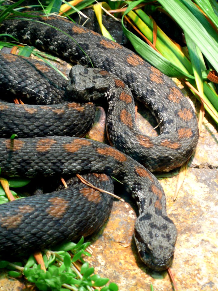 Armenian vipers (Montivipera raddei or also Vipera raddei)