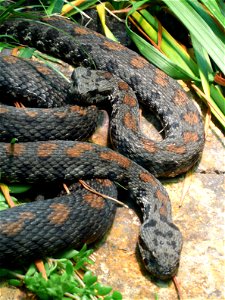Armenian vipers (Montivipera raddei or also Vipera raddei)