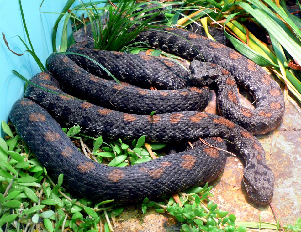 Armenian vipers (Montivipera raddei or also Vipera raddei)