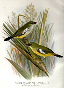 A pair of finches in their natural habitat