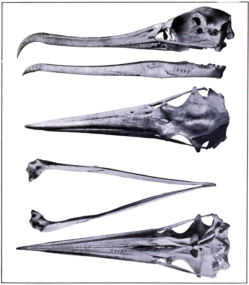 Skull of Fregata aquila - top to bottom - 1) Skull and mandible of Fregata aquila Left lateral view 2)

View of skull from above 3) View of mandible from above 4) View of skull from below