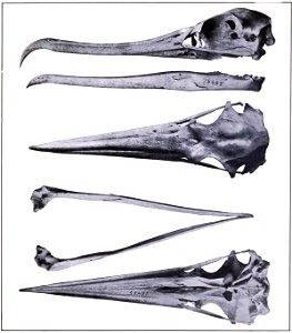 Skull of Fregata aquila - top to bottom - 1) Skull and mandible of Fregata aquila Left lateral view 2) View of skull from above 3) View of mandible from above 4) View of skull from below photo