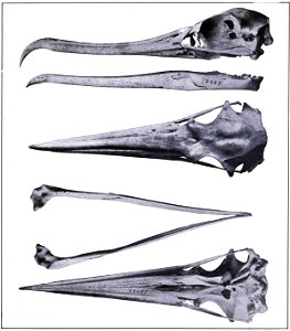 Skull of Fregata aquila - top to bottom - 1) Skull and mandible of Fregata aquila Left lateral view 2)

View of skull from above 3) View of mandible from above 4) View of skull from below