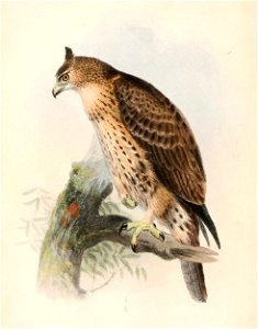 English:  « Spizaetus ayresii » = Hieraaetus ayresii (Ayres's Hawk-Eagle)Français :  « Spizaetus ayresii » = Hieraaetus ayresii (Aigle d'Ayres)