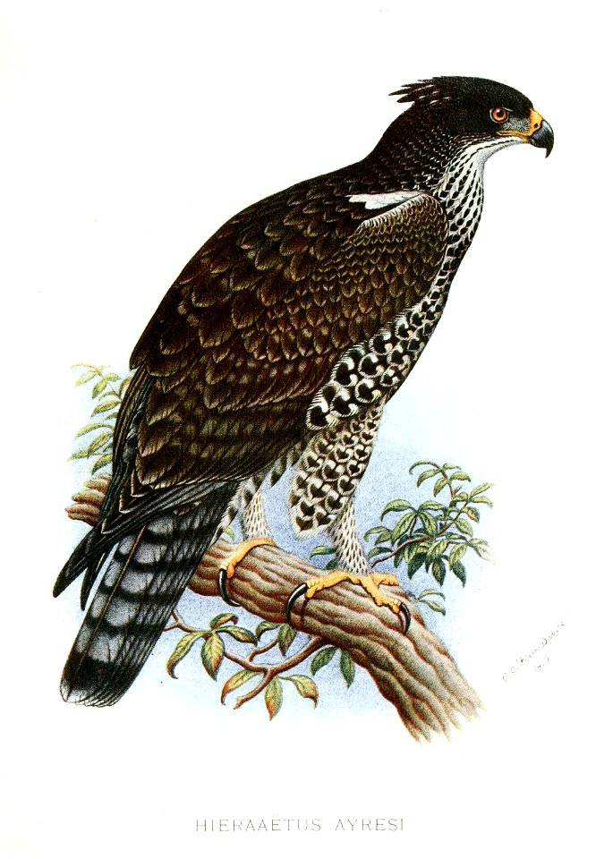 Hieraaetus ayresi