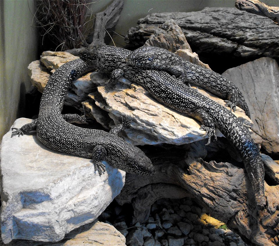 Egernia kingii at the San Diego Zoo, California, USA.