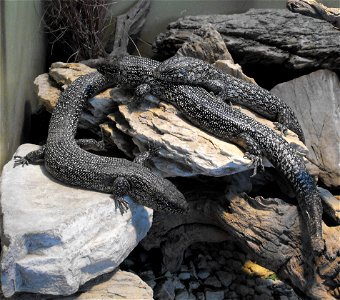 Egernia kingii at the San Diego Zoo, California, USA.