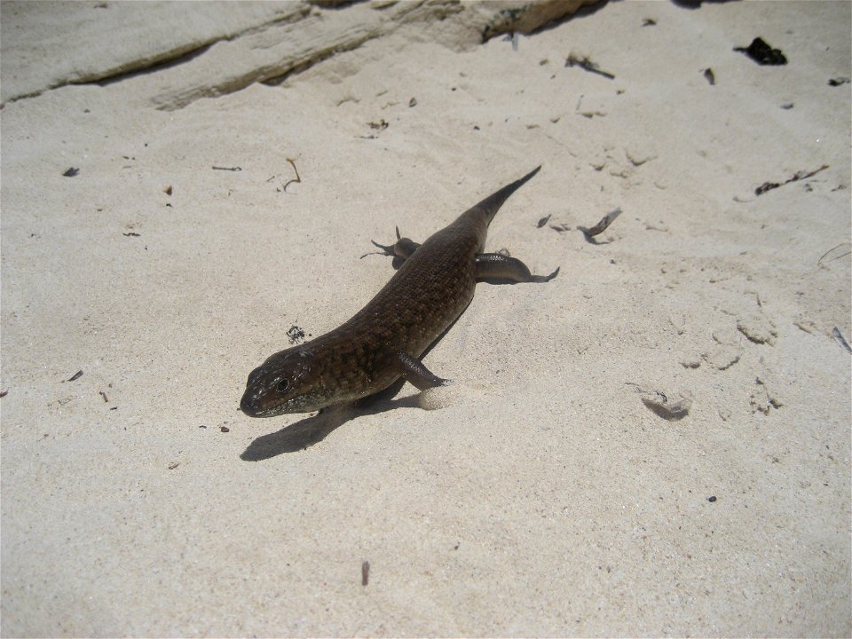 Guessed as being a King's Skink (Egernia kingii).  Seen on w:Rottnest Island, Western Australia.  250-300mm long.