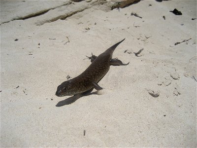 Guessed as being a King's Skink (Egernia kingii).  Seen on w:Rottnest Island, Western Australia.  250-300mm long.