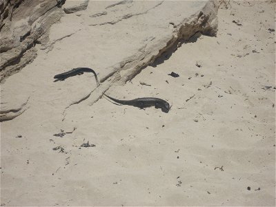 Guessed as being a King's Skink (Egernia kingii).  Seen on w:Rottnest Island, Western Australia.  250-300mm long.