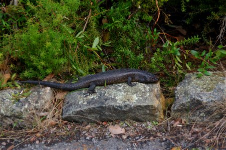 Photo of King's Skink taken on Mount Clarence in Albany Western Australia photo