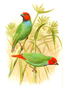 Erythrura pealei (=Erythrura pealii) by Herbert Goodchild