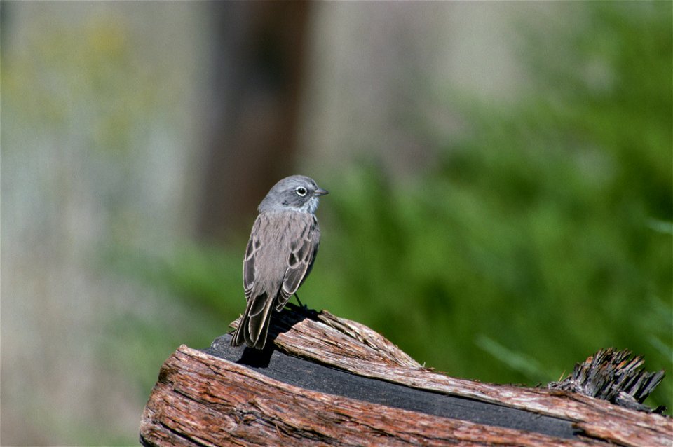 A Sagebrush Sparrow at Fort Rock State Park, Oregon