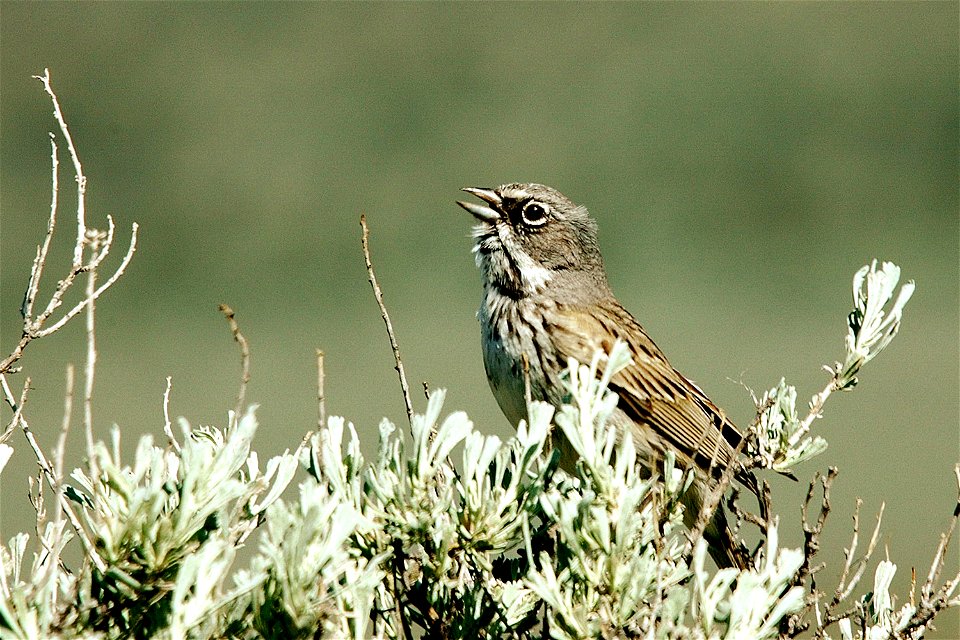 Sagebrush Sparrow — . 

Nature of the Great Basin, Bureau of Land Management in Oregon.
The BLM manages public lands in Oregon and Washington that are home to some of the most diverse and incredible w
