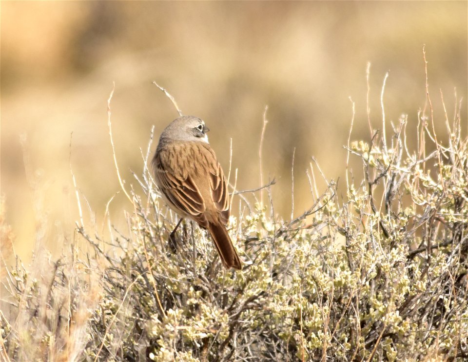 Photo: Tom Koerner/USFWS