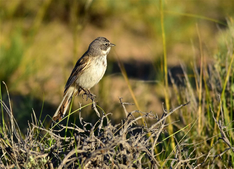Photo: Tom Koerner/USFWS
