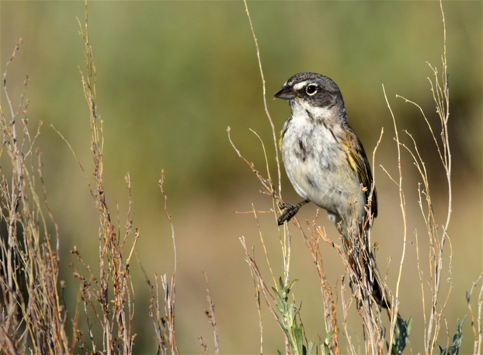 Photo: Tom Koerner/USFWS