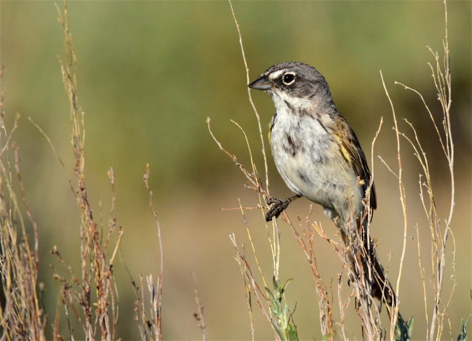 Photo: Tom Koerner/USFWS