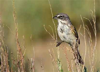 Photo: Tom Koerner/USFWS