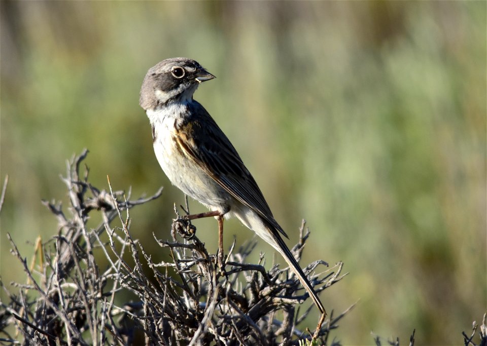Photo: Tom Koerner/USFWS