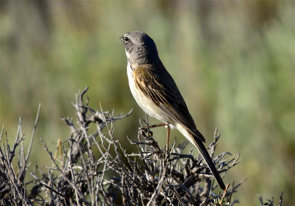 Photo: Tom Koerner/USFWS