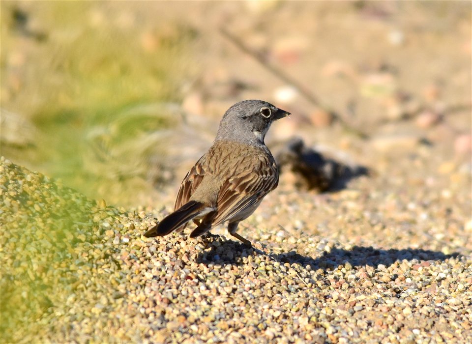 Photo: Tom Koerner/USFWS
