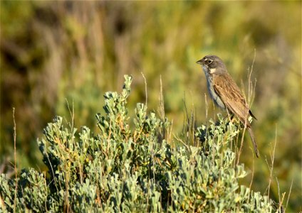 Photo: Tom Koerner/USFWS