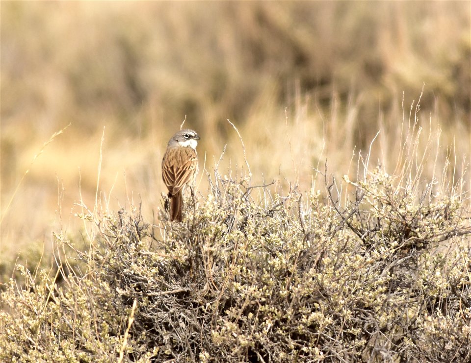 Photo: Tom Koerner/USFWS