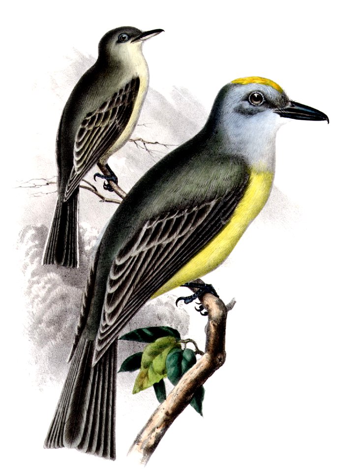 Couch's Kingbird Tyrannus couchii (right) and Empidonax obscurus (left; now Gray Flycatcher Empidonax wrightii ref), hand-colored lithograph