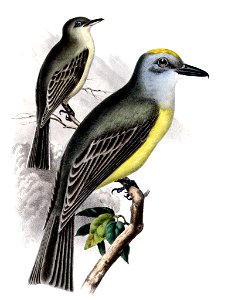 Couch's Kingbird Tyrannus couchii (right) and Empidonax obscurus (left; now Gray Flycatcher Empidonax wrightii ref), hand-colored lithograph