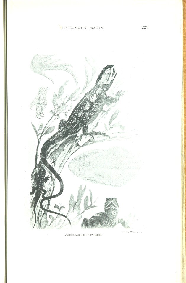The animals of Australia : animals, reptiles and amphibians /