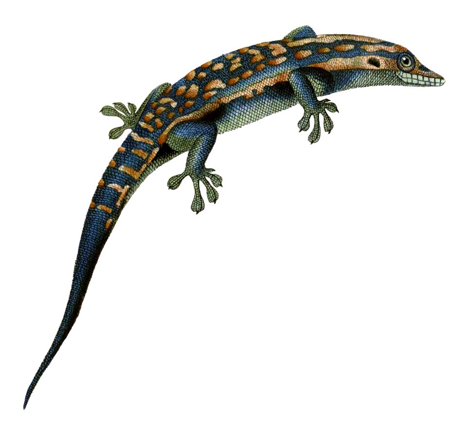 Platydactylus cepedianus = Phelsuma cepediana (Blue-tailed day gecko)