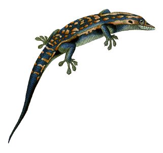 Platydactylus cepedianus = Phelsuma cepediana (Blue-tailed day gecko) photo