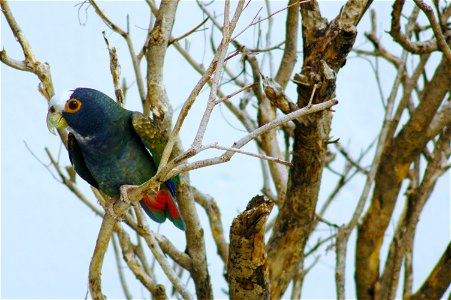 White-crowned Parrot (Pionus senilis) in a tree, Guatemala.