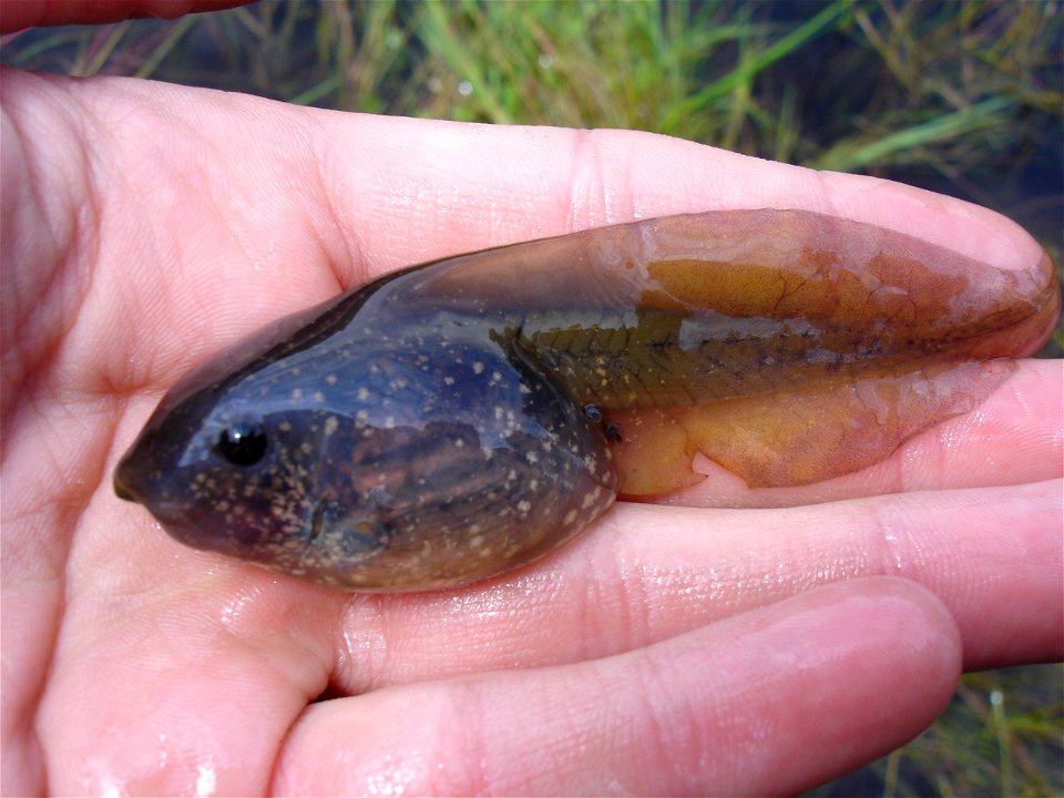 Pelobates fuscus - tadpole - Czech Republic - found in "Na Plachtě", Hradec Králové.