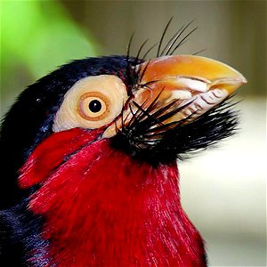 Bearded Barbet (Lybius dubius)