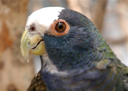 (Pionus Senilis). White-crowned Parrot
, Guatemala.