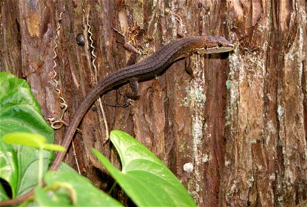 Takydromus tachydromoides at Gunma Insect World.
