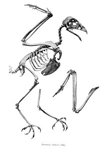 Butastur indicus