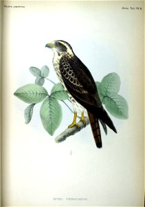 An illustration of an Grey-faced Buzzard (Buteo pyrrhogenys=Butastur indicus) from Fauna Japonica
