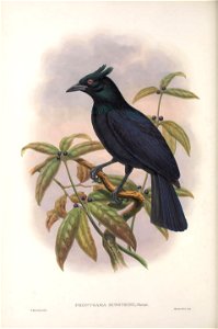 Phonygammus hunsteini = Phonygammus keraudrenii - Monograph of the Paradiseidae, or Birds of Paradise, and Ptilonorhynchidae, or Bower-birds. v.2 (1891-1898).