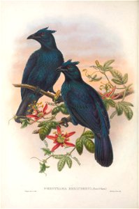 Phonygammus keraudrenii - Monograph of the Paradiseidae, or Birds of Paradise, and Ptilonorhynchidae, or Bower-birds. v.2 (1891-1898).