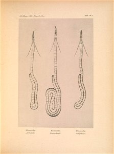 Trachea of Manucodia jobiensis, Phonygammus keraudrenii, Manucodia chalybatus