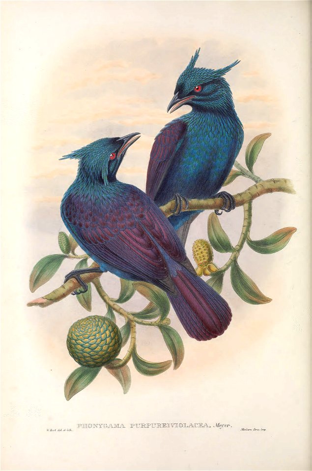 Phonygammus purpureoviolaceus = Phonygammus keraudrenii - Monograph of the Paradiseidae, or Birds of Paradise, and Ptilonorhynchidae, or Bower-birds. v.2 (1891-1898).