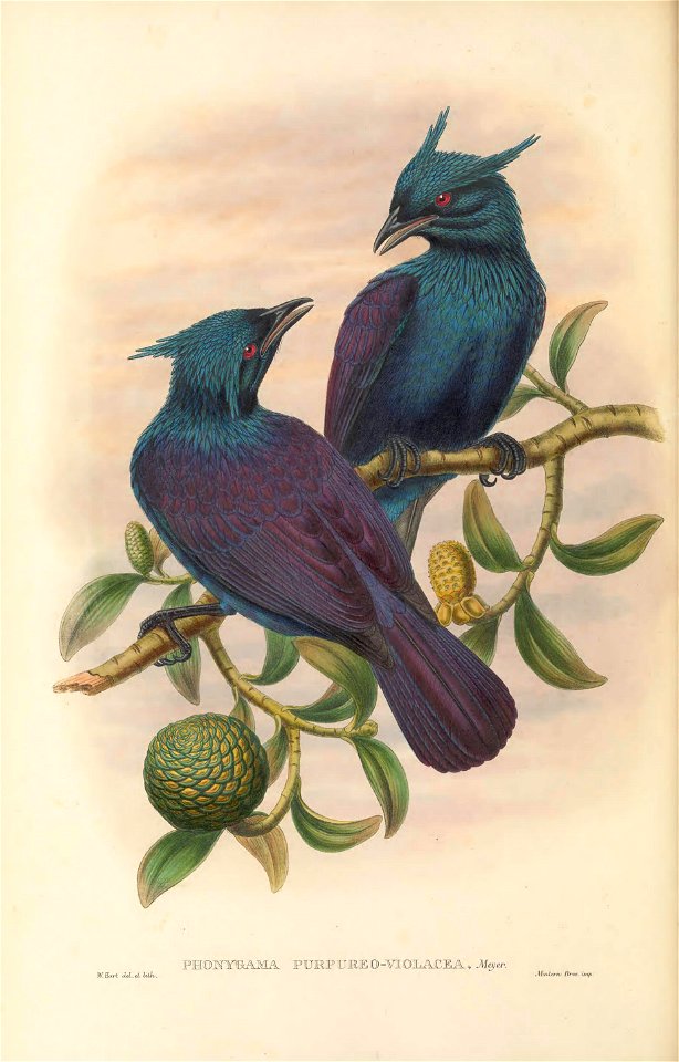 Phonygammus purpureoviolaceus = Phonygammus keraudrenii - The birds of New Guinea and the adjacent Papuan islands : including many new species recently discovered in Australia. v.1 (Plate XXXV).