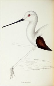 A synopsis of the birds of Australia, and the adjacent Islands /