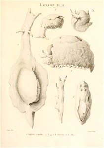Annales du Muséum national d'histoire naturelle.